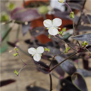 Gibasis Geniculata 'Jose Puig'